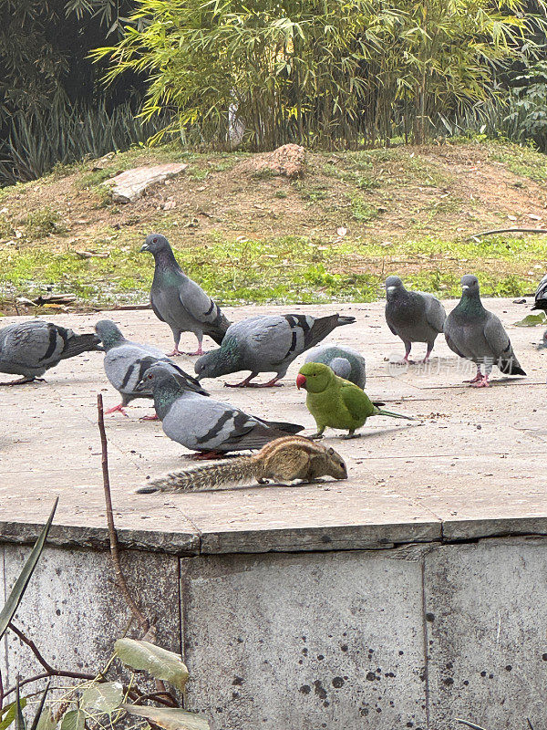 一群野鸽(Columba livia domestica)、绿色印度环颈长尾小鹦鹉(Psittacula krameri)和印度棕榈松鼠(Funambulus palmarum)在水泥台上觅食的特写图像，重点在前景